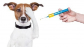Pozvánka na očkovanie psov 1